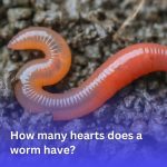 , How many hearts does a worm have?, Good To Know