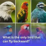 , What is the only bird that can fly backward?, Good To Know