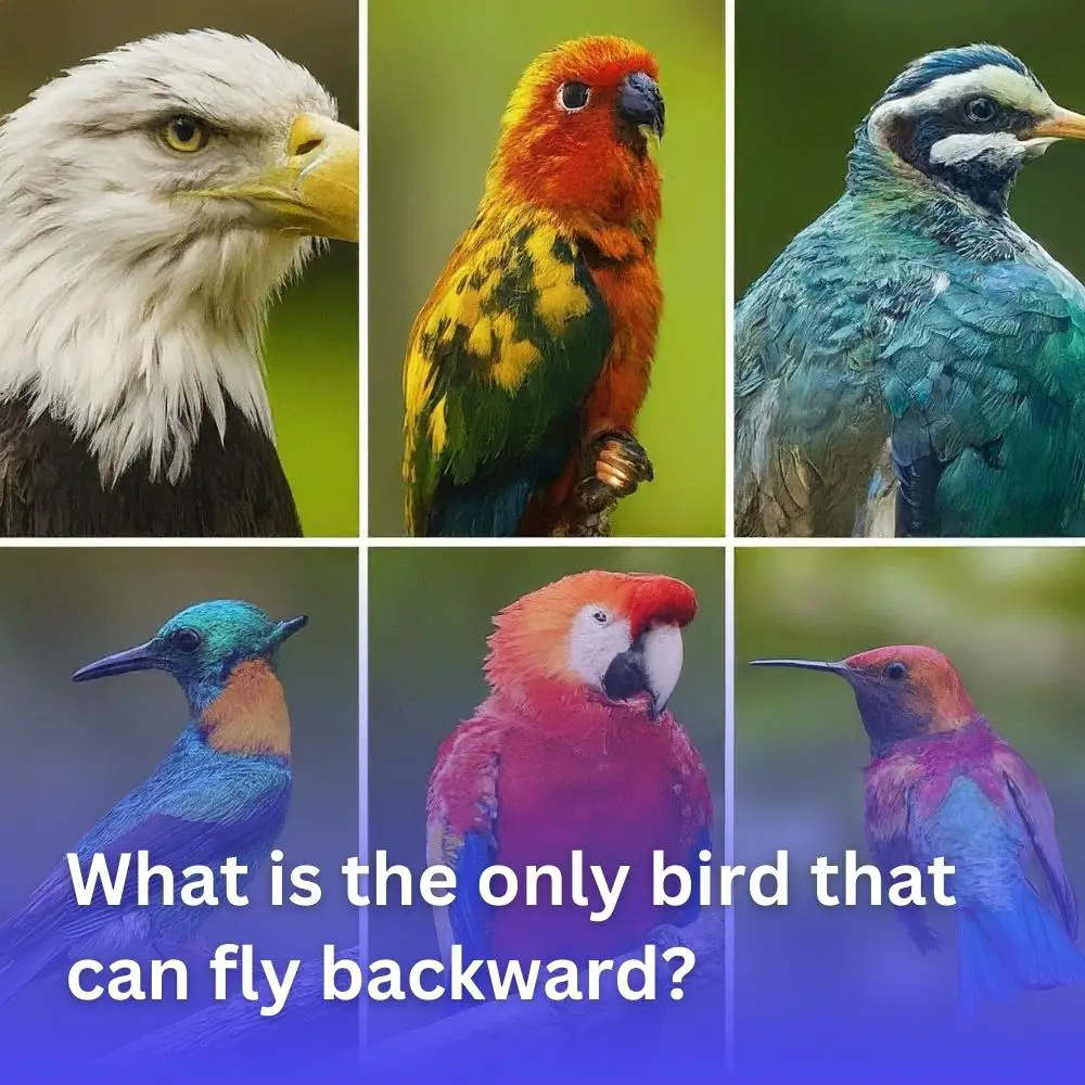 What is the only bird that can fly backward?